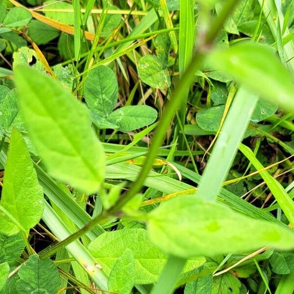 Prunella vulgaris Blad