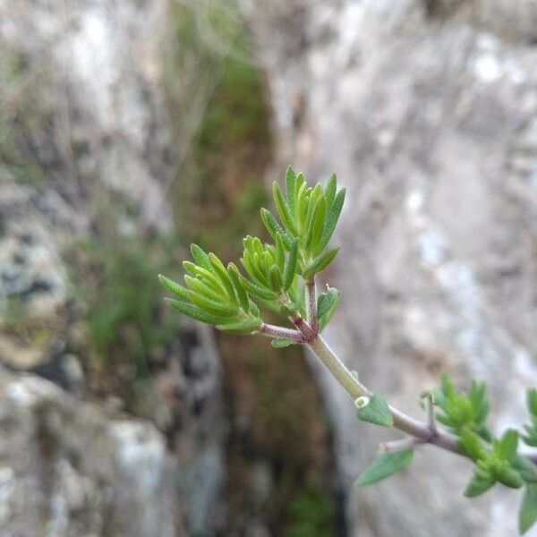 Satureja cuneifolia Folha