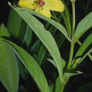 Lysimachia lanceolata Flor