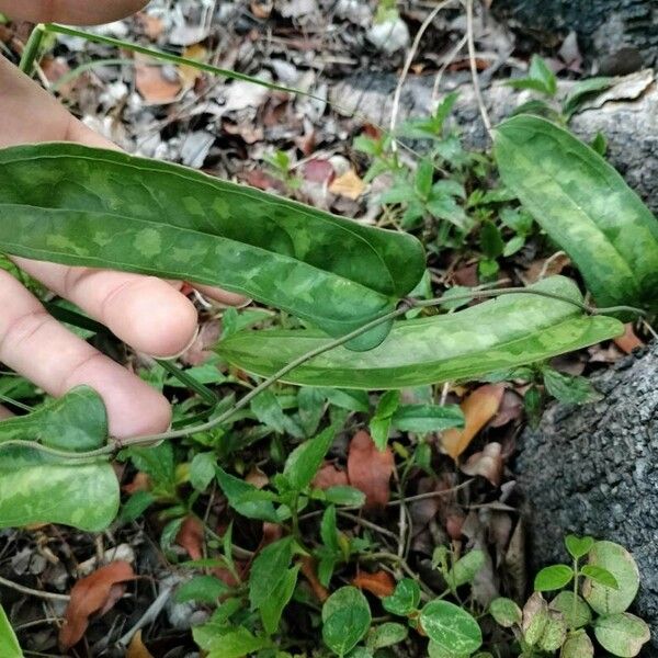 Smilax bona-nox برگ