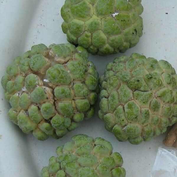 Annona squamosa Frucht