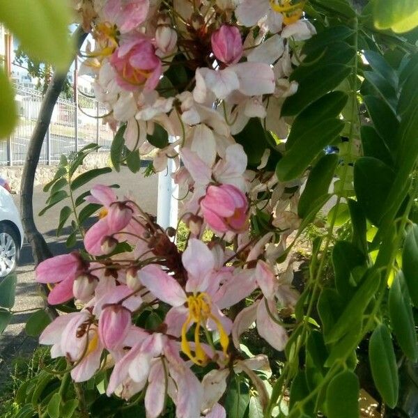 Cassia javanica പുഷ്പം