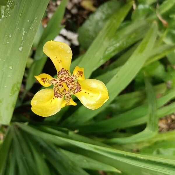 Trimezia martinicensis Blomst