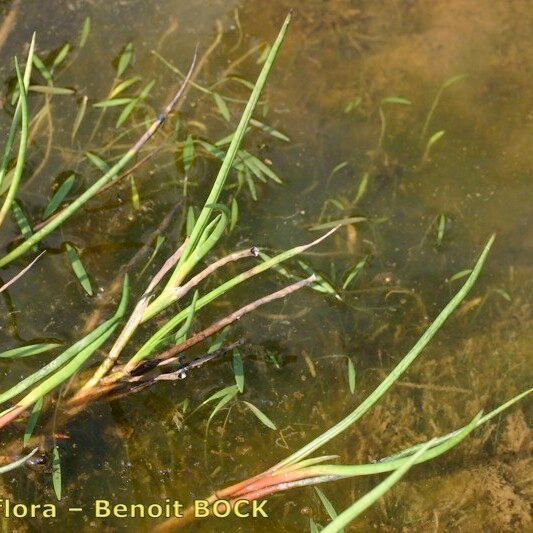 Juncus heterophyllus Elinympäristö