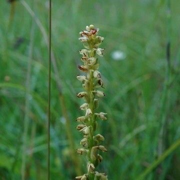 Herminium monorchis Fruit