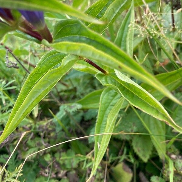 Gentiana asclepiadea Leaf