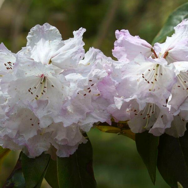 Rhododendron campanulatum Flower