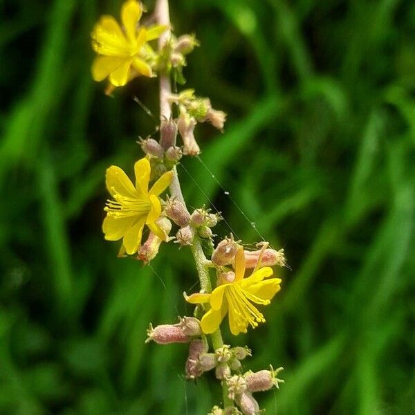 Triumfetta rhomboidea Flors