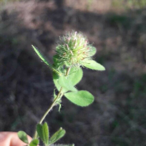 Trifolium lappaceum Flower