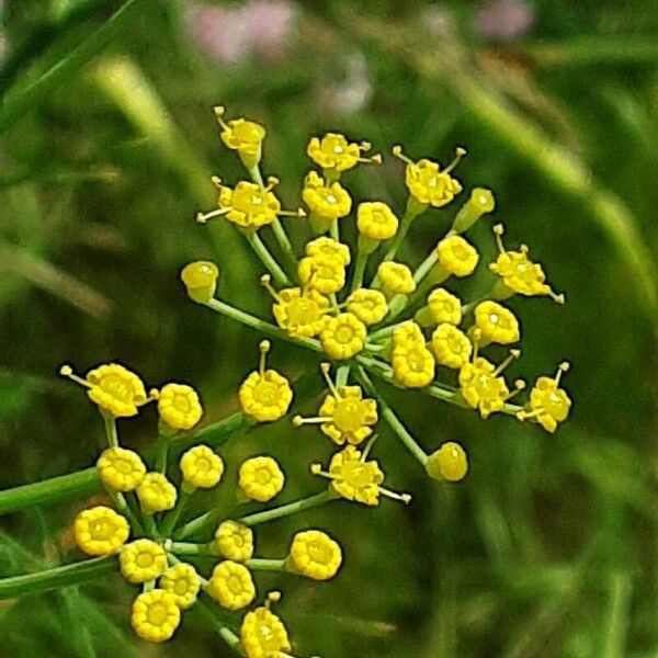 Foeniculum vulgare Õis