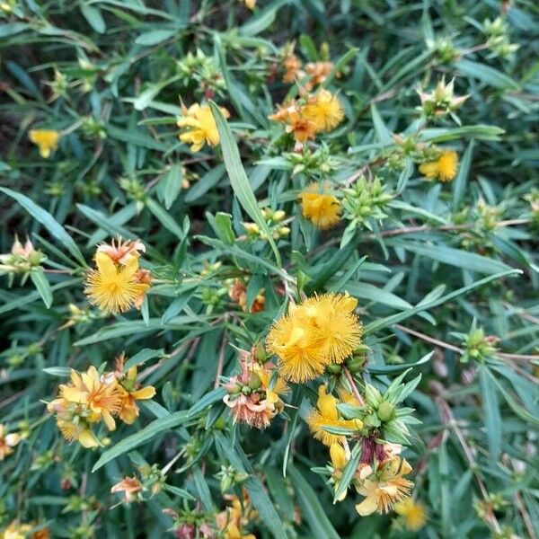 Hypericum prolificum Blüte