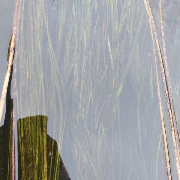 Vallisneria spiralis Leaf