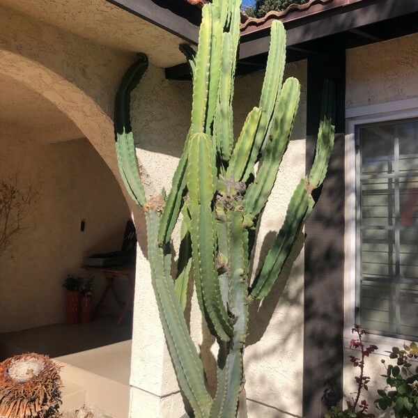 Cereus hexagonus Folha