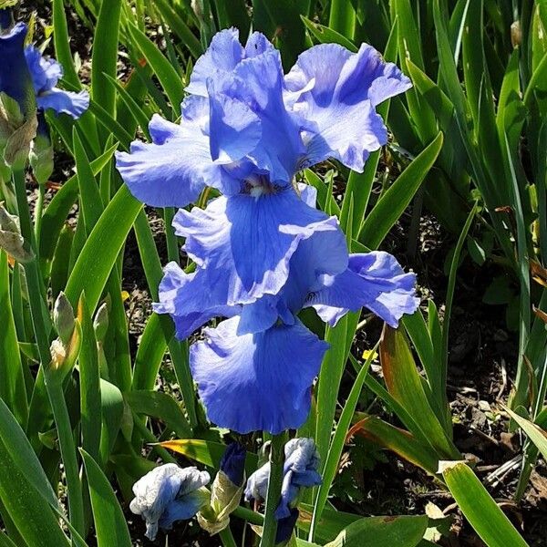 Iris pallida Flor