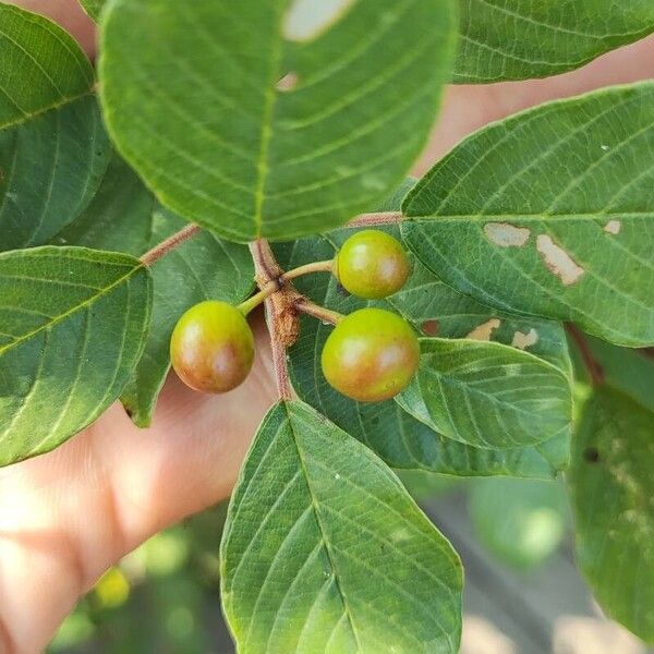 Frangula alnus Плод