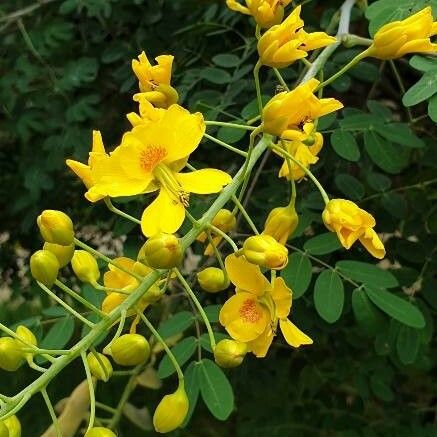 Tipuana tipu Blomma