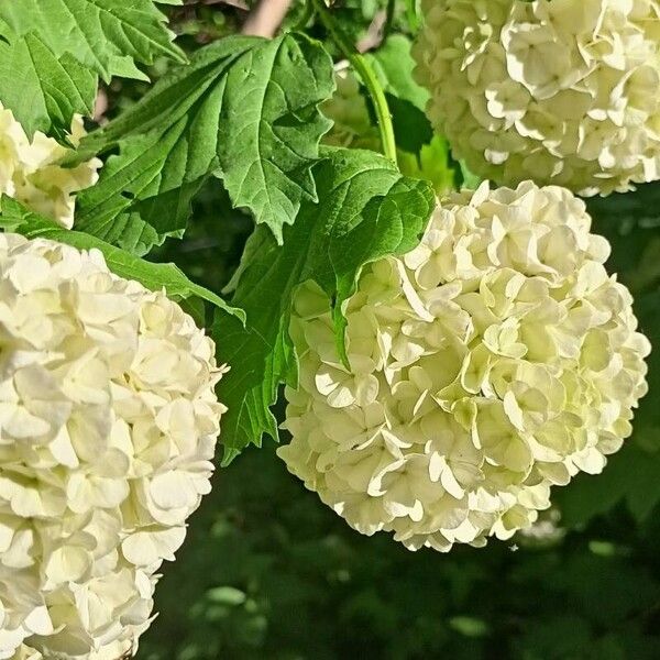 Viburnum opulus Folio