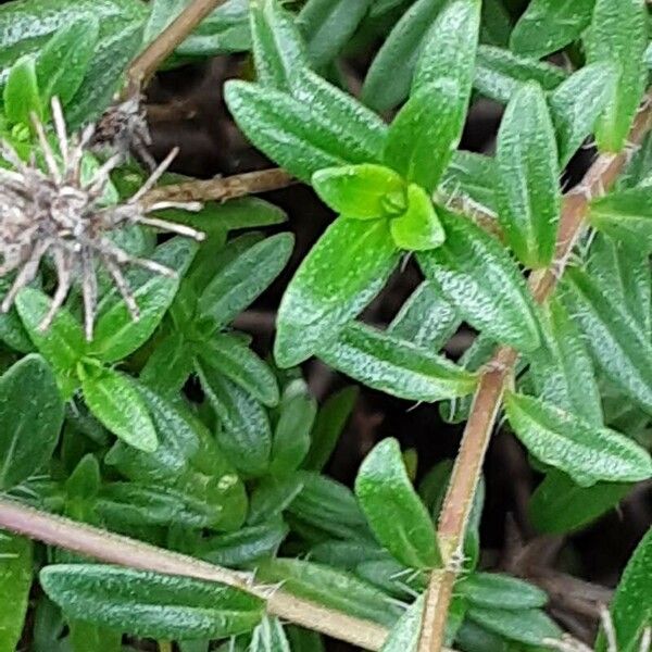 Thymus longicaulis Corteza