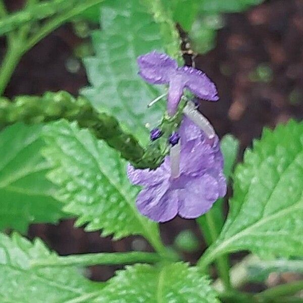 Stachytarpheta urticifolia ফুল