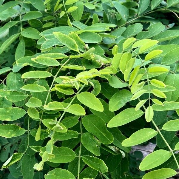 Robinia pseudoacacia Blad