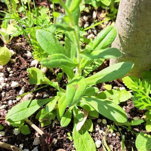 Myosotis arvensis Leaf