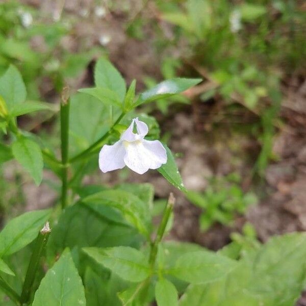 Mimulus alatus Цвят