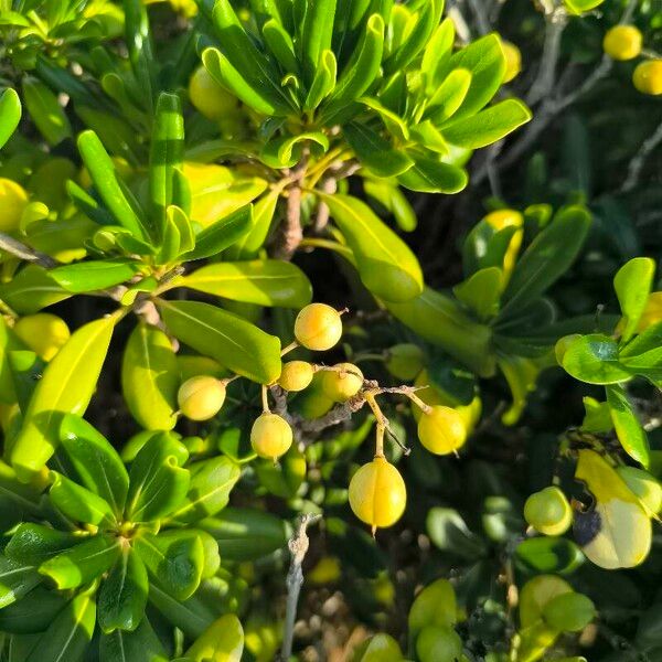 Pittosporum heterophyllum पत्ता