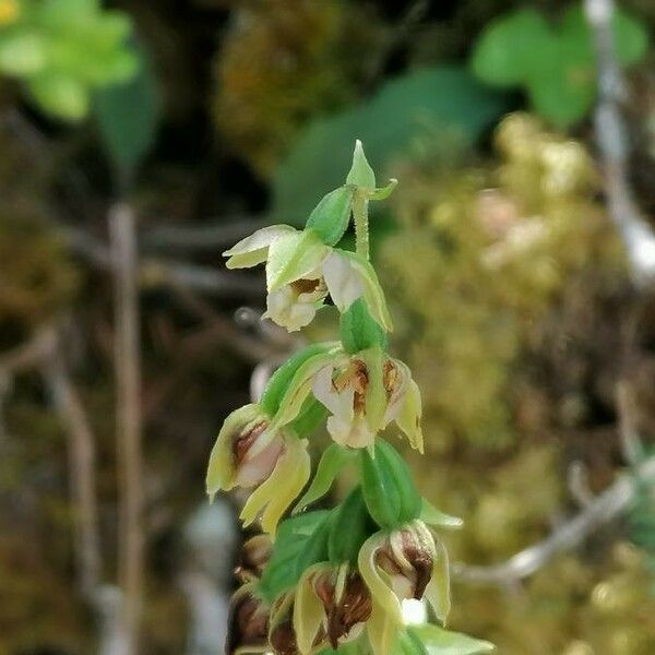 Epipactis muelleri Žiedas