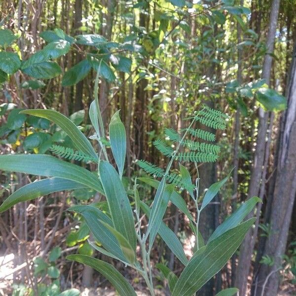 Acacia melanoxylon Liść