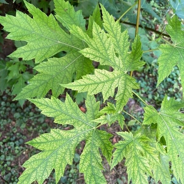 Acer saccharinum Leaf