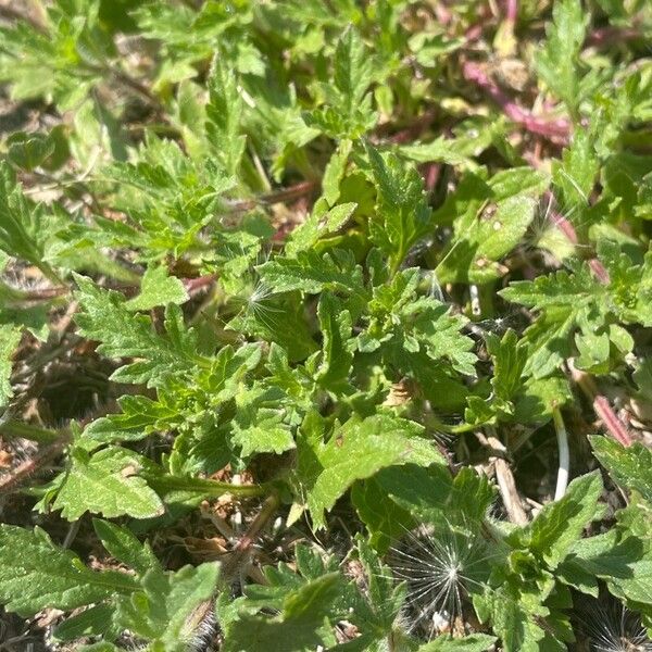 Verbena bracteata Liść