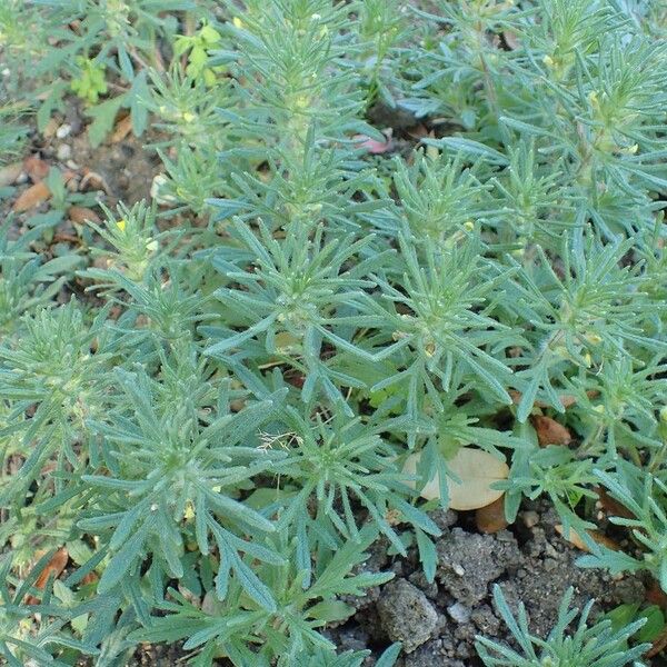 Ajuga chamaepitys Habitus