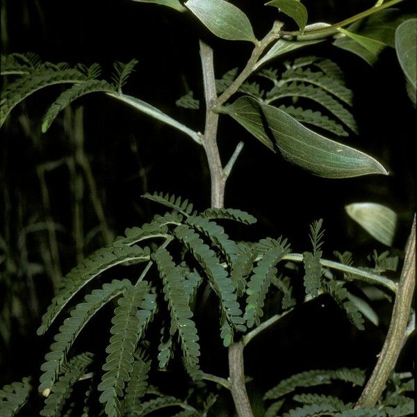 Acacia koa Leaf