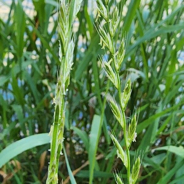 Lolium multiflorum Fiore