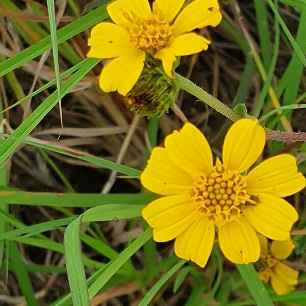 Aspilia mossambicensis Kwiat