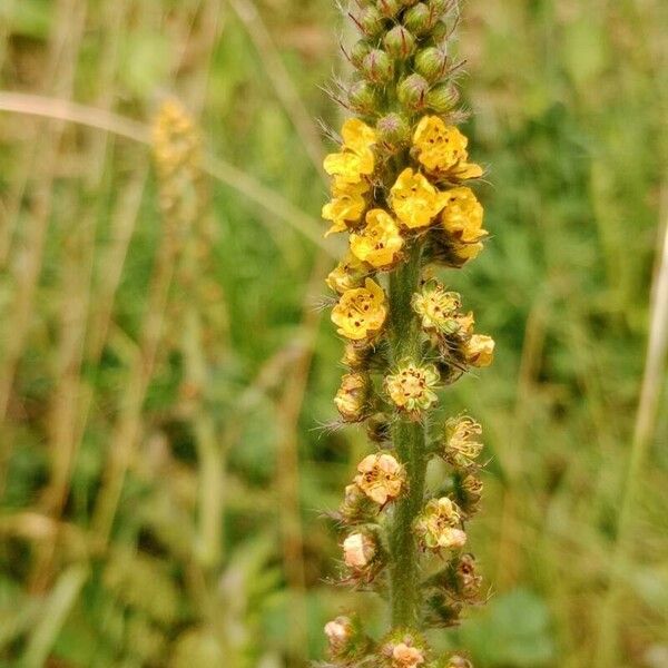 Agrimonia eupatoria ফুল