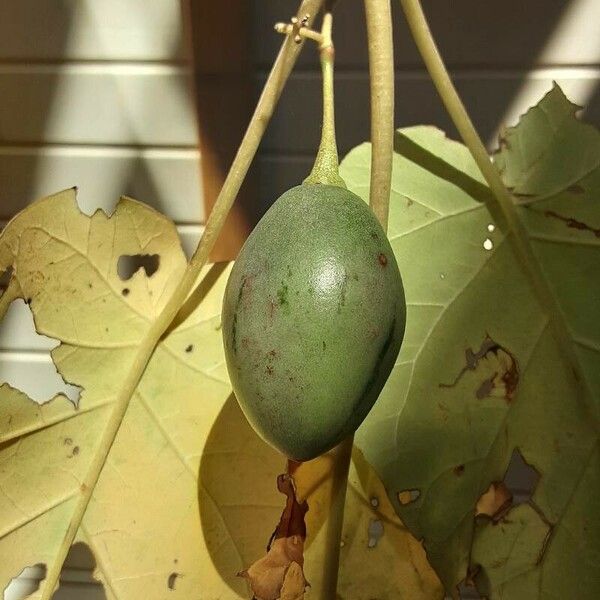 Solanum betaceum Φρούτο