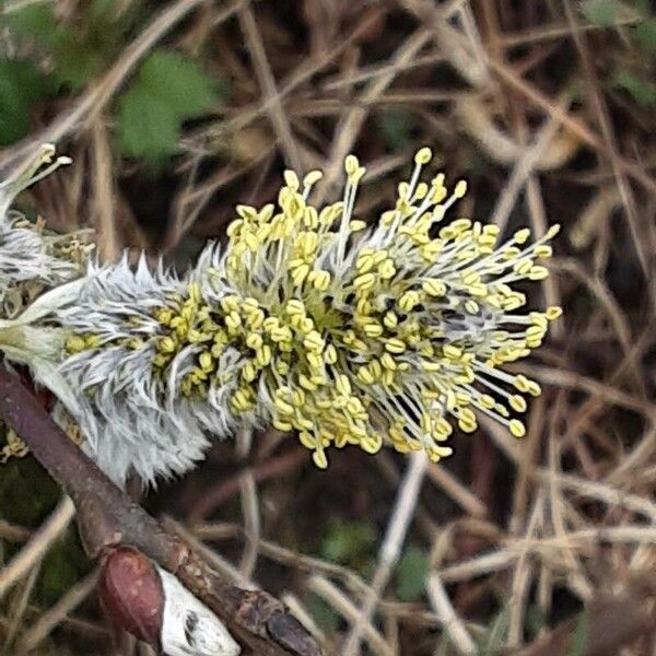 Salix caprea Цветок