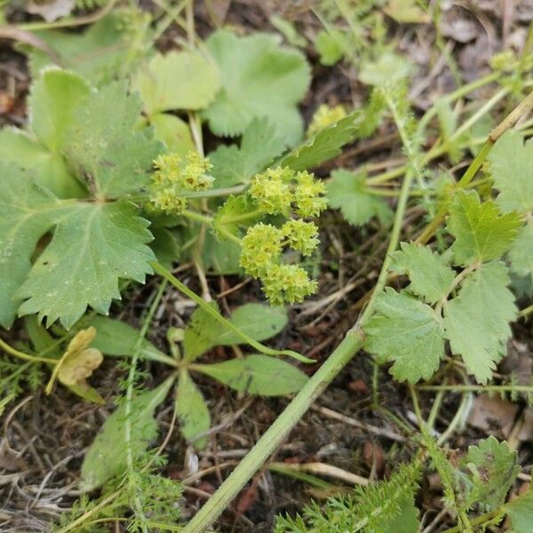 Alchemilla monticola Flor