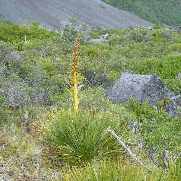 Aciphylla aurea Habitatea