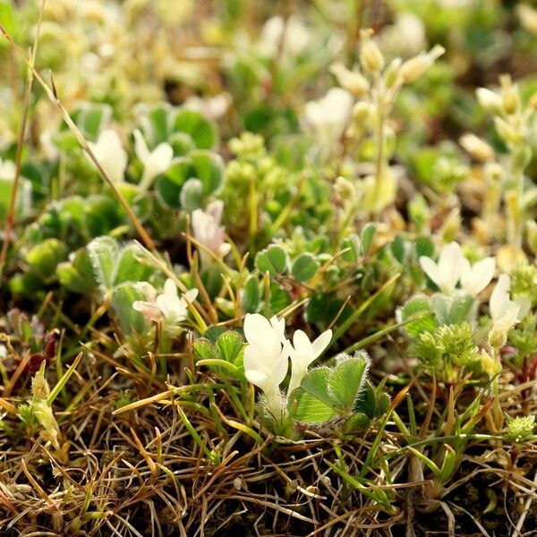 Trifolium subterraneum Habitus