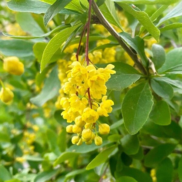 Berberis vulgaris Floare