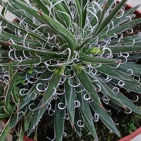 Agave filifera Leaf