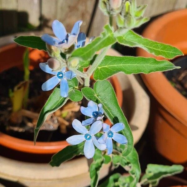 Oxypetalum coeruleum Flor