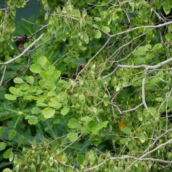 Dalbergia latifolia Blad