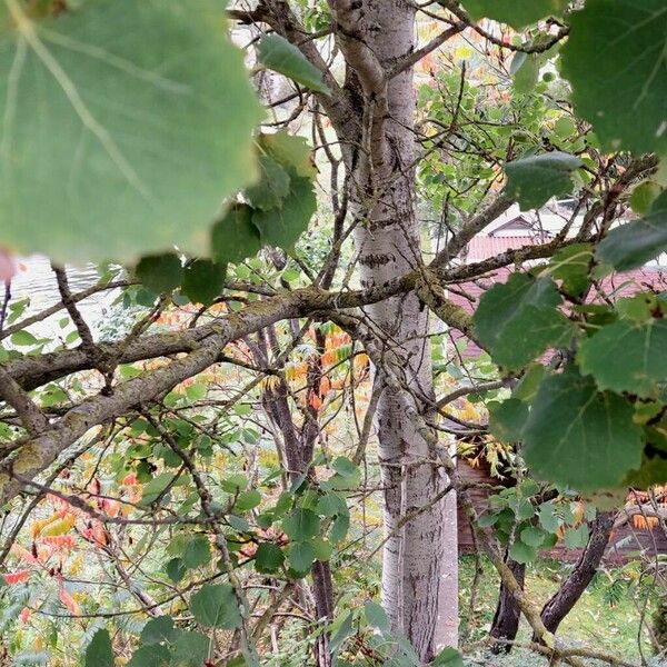 Populus tremula Rinde