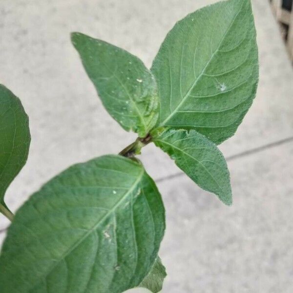 Alternanthera brasiliana Leaf