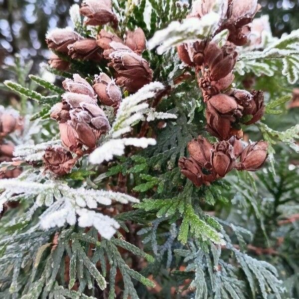 Thuja occidentalis ഫലം