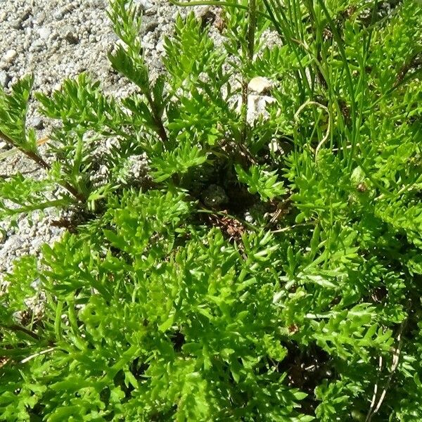 Achillea atrata Leaf