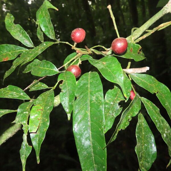 Protium confusum Leaf